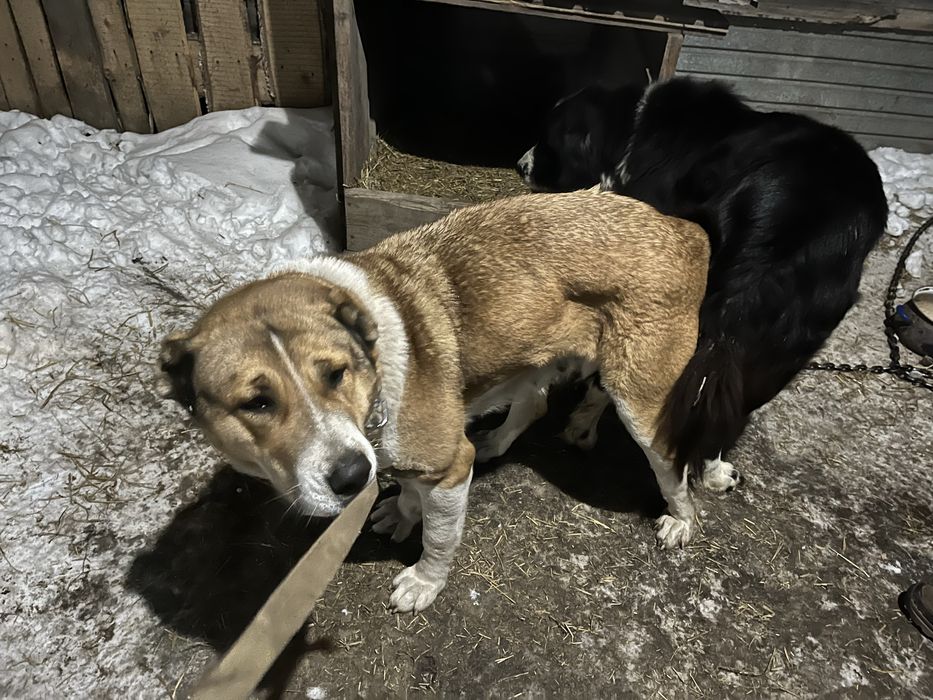 Продам щенят САО