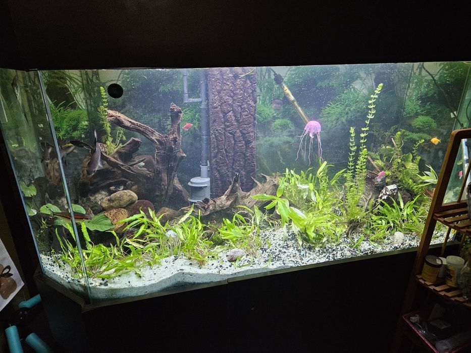 Продавам аквариума, става и за костенурки