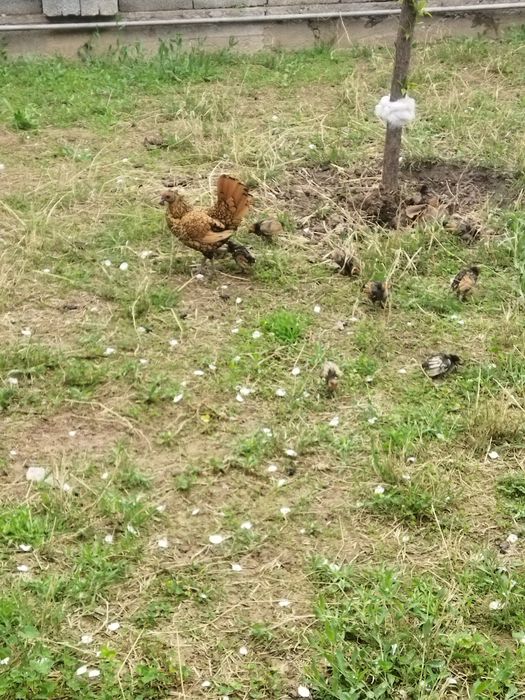 Курицы с цеплятами
