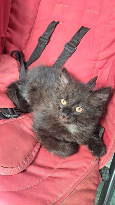 Милые котята ищут дом