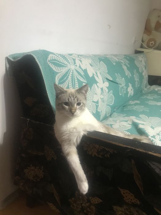 Продам катов в хорошие руки