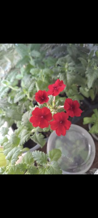 Продам колеусы/мультифлора