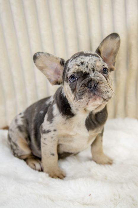 bulldog francez blue merle