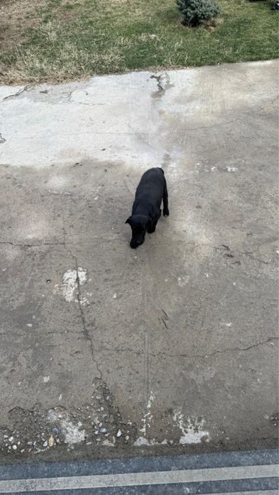 Лабрабор щенок 3 месяца