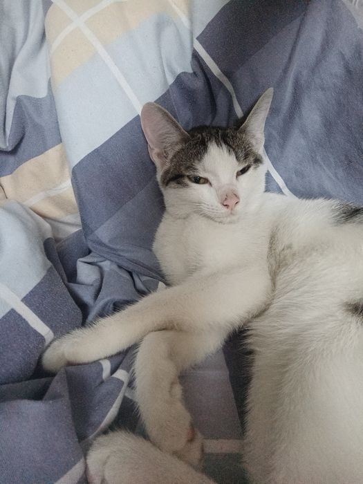 Отдам даром котенки