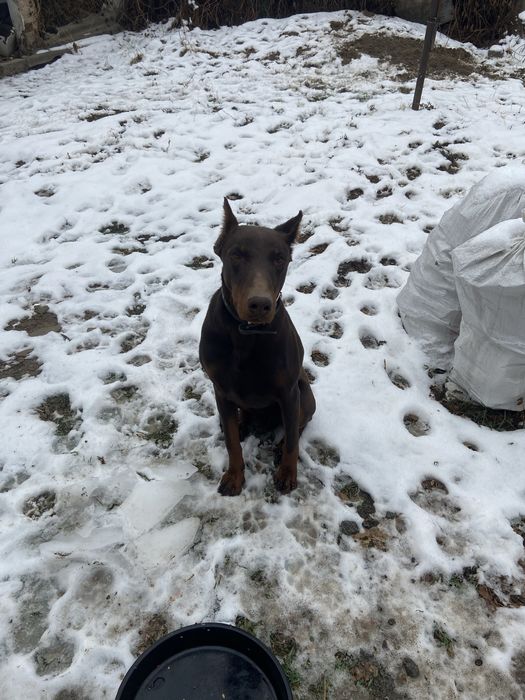 Щенок Добермана кобель