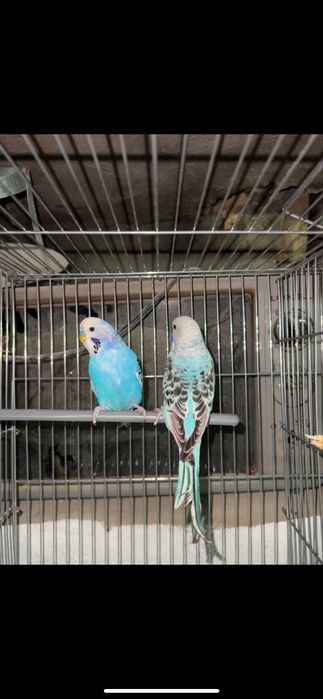 Ardurka Tayyor Para Sotiladi