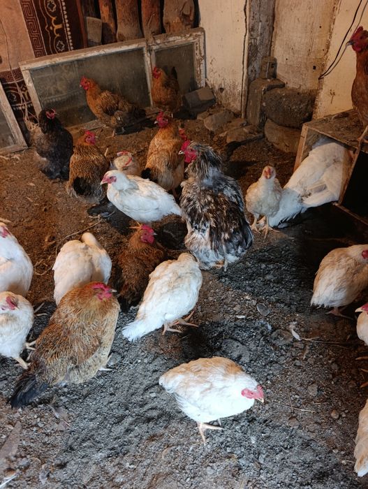 Продам домашних кур