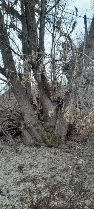 Продам деревья на дрова. Многолетние, стволы толстые.