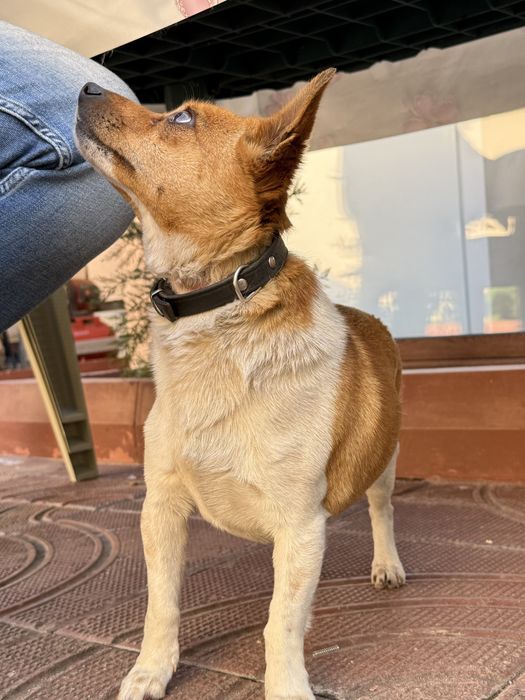 Джак Ръсел.