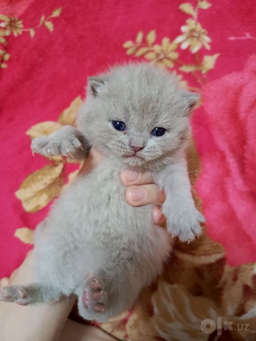 Продаются котята
