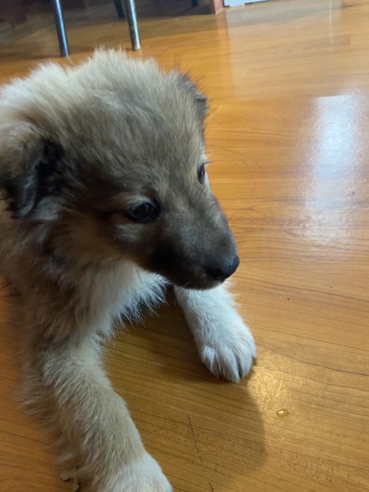 Оттадим в доьрые руки !