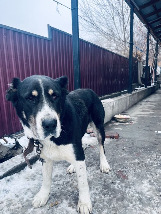 Азиятский Алабай