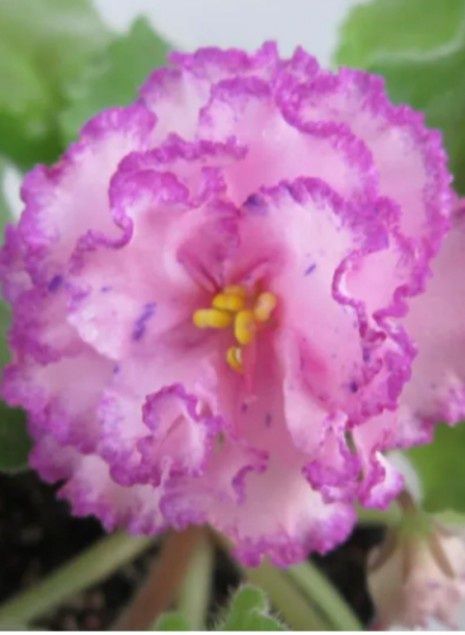 Продам срочно детки сортовых фиалочек !!!