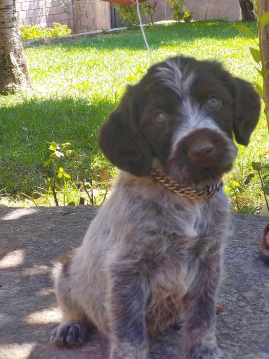 Дратхар күшік сатылад