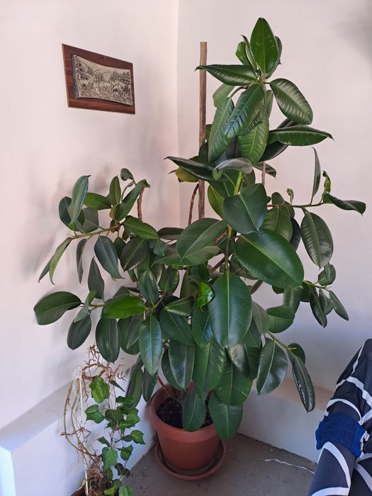 Flori vânzare (ficus  trandafir japonez cu floare roșie,lămâi