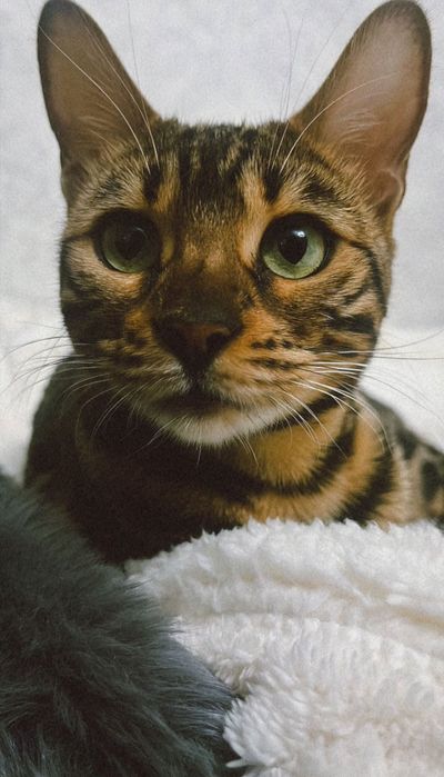 Отдам кошку Бенгалку