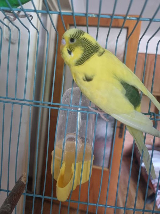 vand pui de perus,mascul