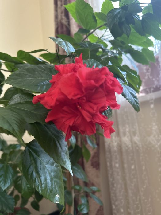 Китайская махровая роза 15000 тенге в вазоне