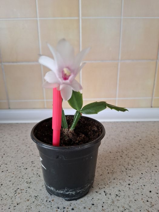 Цветы комнатные с доставкой