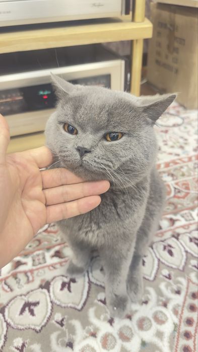 Продаю кота Скотиш страйт  для вязки.