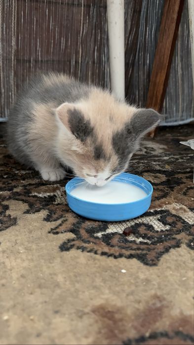 Котенок в добрые руки