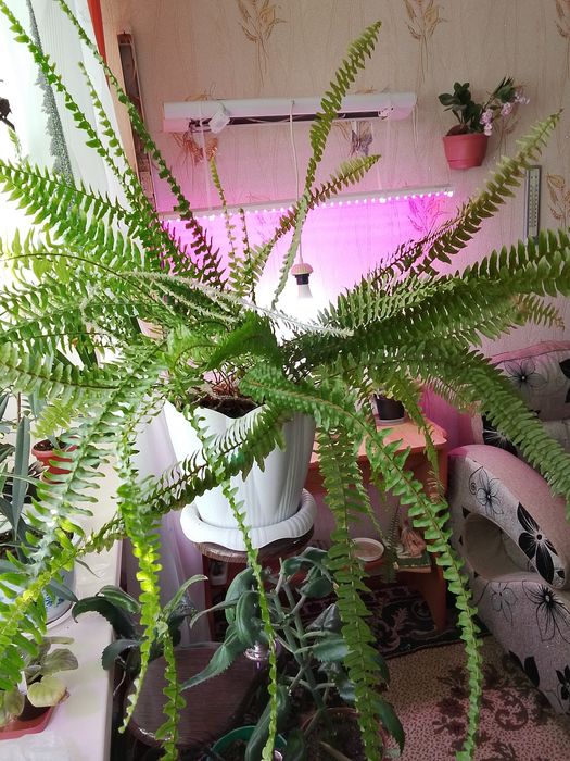 Продаю папоротник