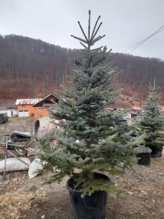 Brazi arginti in ghiveci 3m