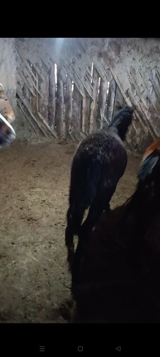 Продам жеребят годовалых.