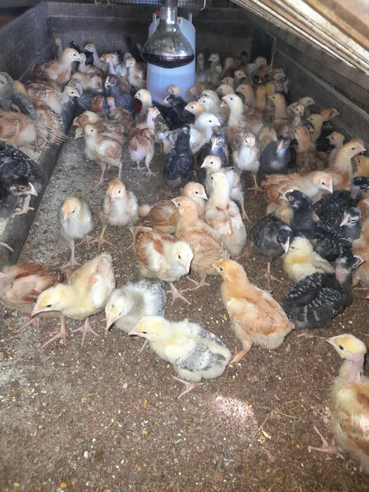 pui de carne si rasa mixta