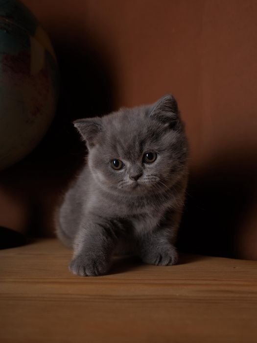 Британские плюшевые элитные котята