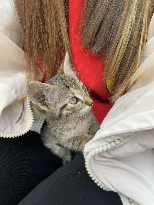 Обезпаразитено, чисто и много сладко. Подарявам коте на месец