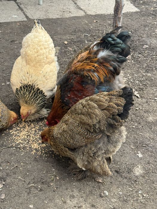 Продам курей брамы молодые особи