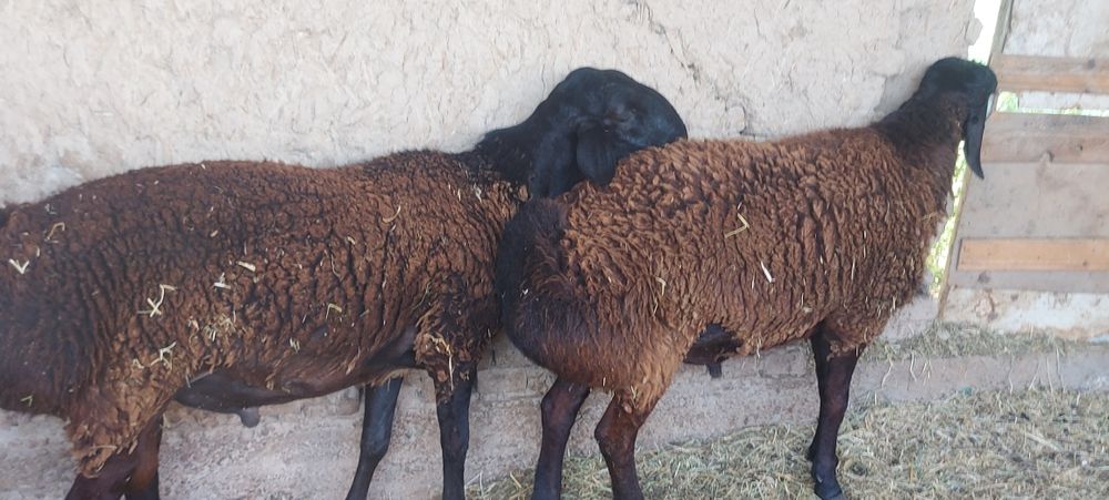 Гисарский қошқарлар