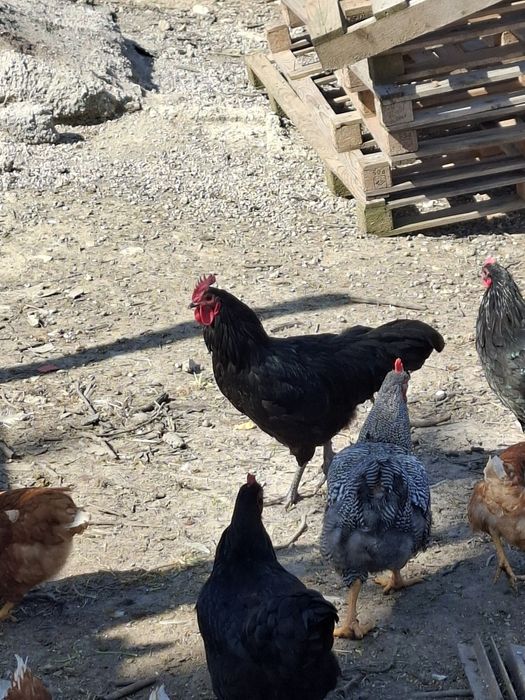 Петли Астралорп и Арауйана