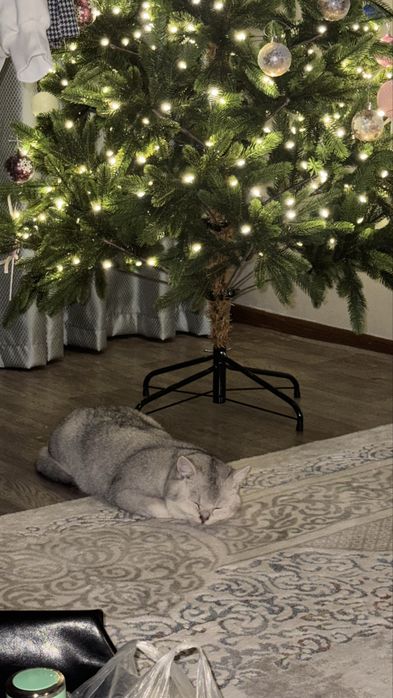 Бритнец кот домашний