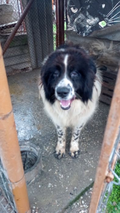 Българско овчарско куче