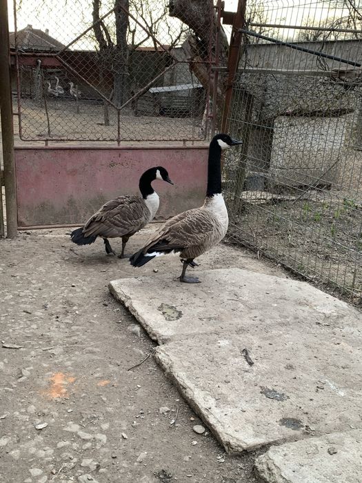 Schimb  mascul gasca canadiana