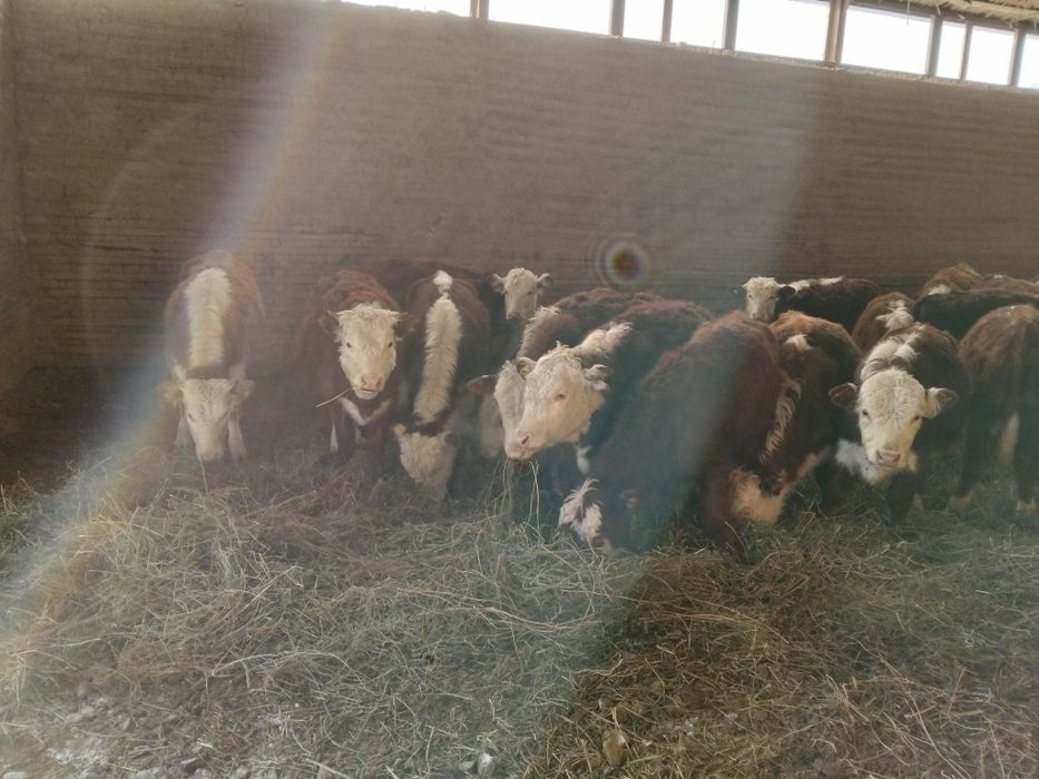 Бычки букалар 50бас