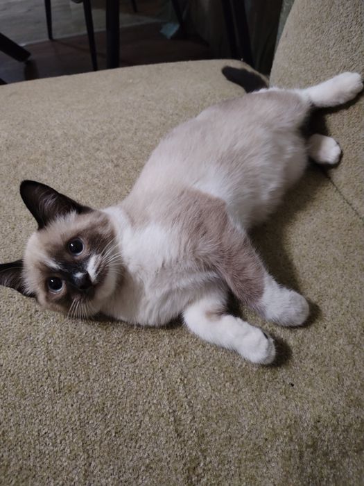 Отдам котёнка  мальчик