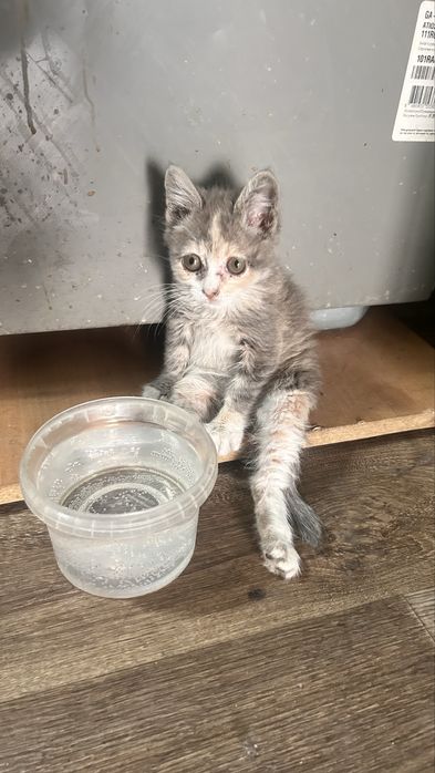 Котенок девочка 1.5-2 мес