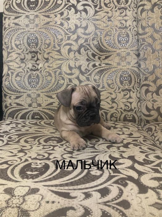 Щенки французского бульдога