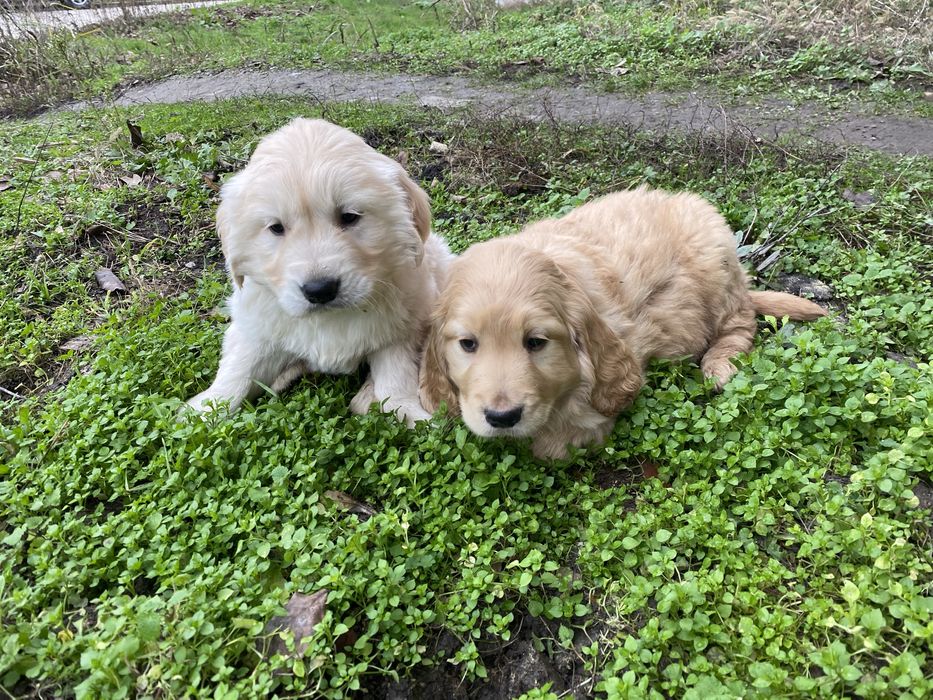 Продавам Голдън Ретривър