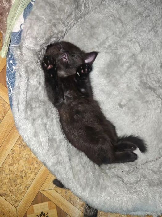 Отдам котёнка в добрые руки