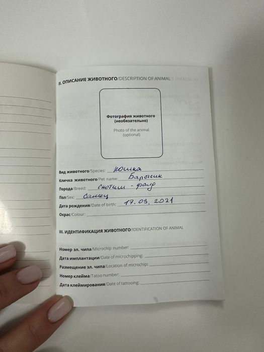 Отдам кота скотиш фолд