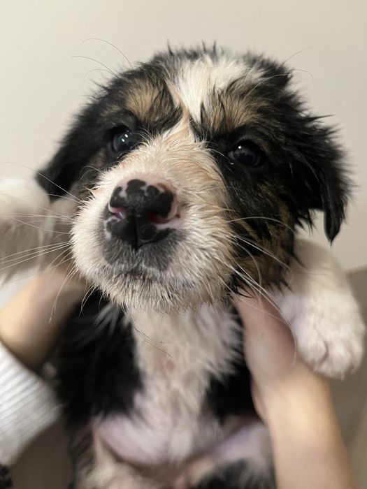 Щенок девочка 2-3 месяца, привезем сами