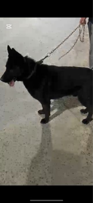 German Shephred 1,5yers сатылады