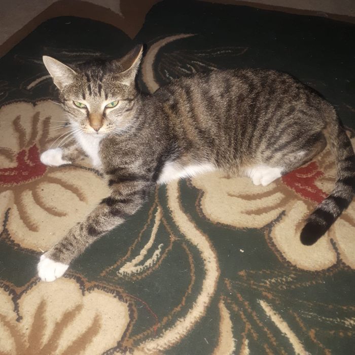 Породистый кот , приученный к туалету . Девочка, стерилизована