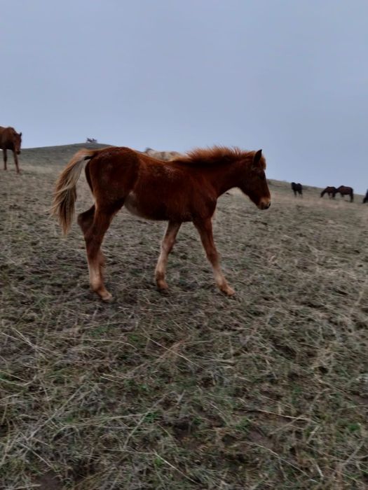 Жабағылар тайлар