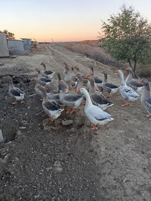 Продам домашних  гусей